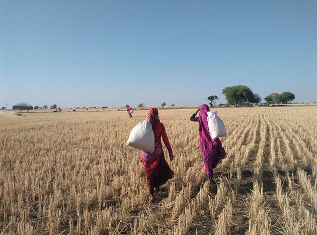 Women farmers in Banda district at work in harvest season | Khabar Lahariya