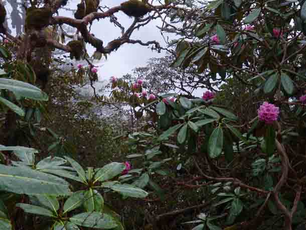 Rhododendron forest Sikkim