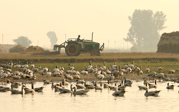BHGs in Gharana wetland with tractor moving in the fields in the background_600