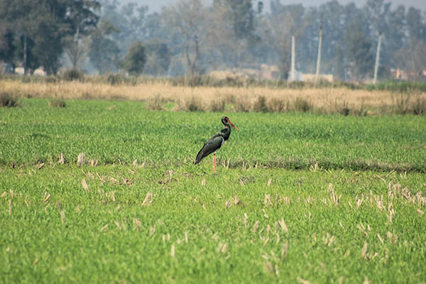 The black stork is a winter visitor. The Gharana wetland and adjacent areas offer plentiful feeding resources for migrating birds.