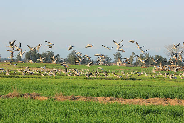 A flock of bar-headed geese fly over an agricultural field near the wetland. Gharana’s agricultural area is home to hundreds of bar-headed geese, a key case of human-wildlife conflict.