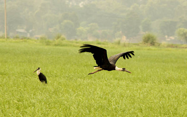 A woolly-necked stork can be seen in the wetland and its adjacent agricultural areas. It has been classified as a vulnerable species by the International Union for Conservation of Nature (IUCN), which means that it is likely to become extinct in the near future unless the conditions threatening its survival and reproduction improve.