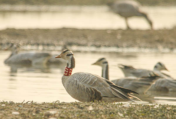 Bar-headed geese collared at Pong Dam were seen at Gharana, providing insight into their local winter dispersal patterns. Important discoveries, such as the bar-headed goose’s migratory path to Himachal, can help policymakers develop conservation plans for migratory bird and wildlife habitats.